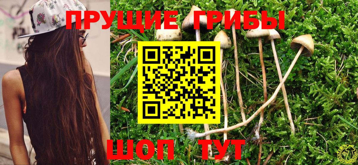 Карабулак  где можно купить   Вход с VPN  Псилоцибиновые грибы MAGIC MUSHROOMS 